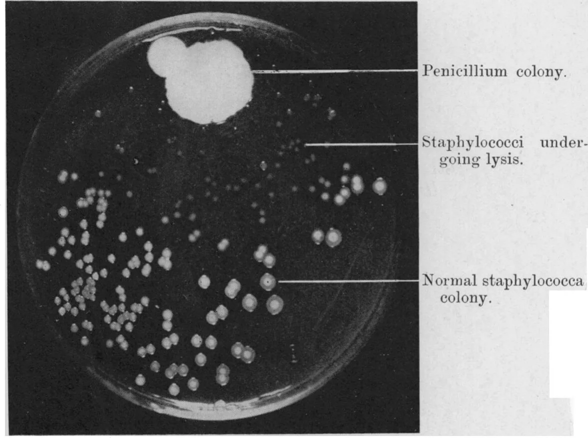 Fig. 1.—Photograph of a culture-plate showing the dissolution of staphylococcal colonies in the neighbourhood of a penicillium colony.