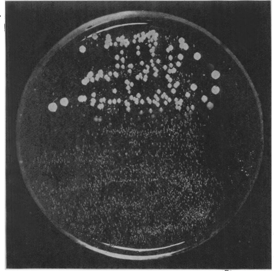 Fig. 3.—Photograph of a culture-plate (Fildes medium) which had been evenly planted with a mixture of staphylococci and B. influenzæ. Six drops of penicillin were then spread over the lower half of the plate. Note complete inhibition of staphylococci in the penicillin treated area with resultant pure culture of B. influenzæ.