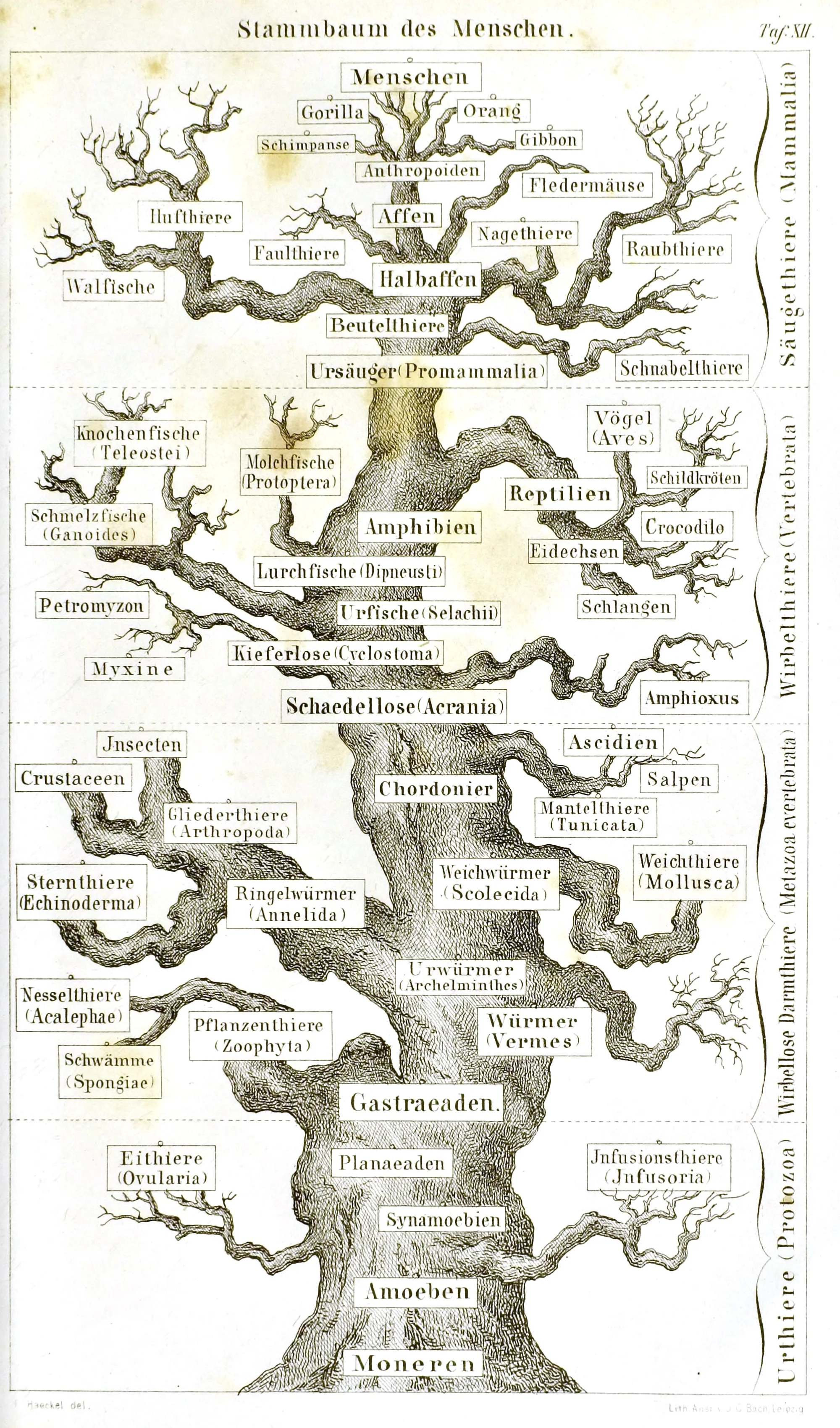 Plate XII of the Anthropogenie, 1874, in the copy of the Wellcome Library (Internet Archive b28059189).