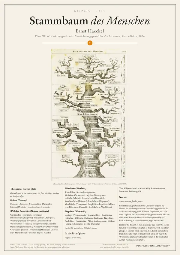 Poster of “Ernst Haeckel: Stammbaum des Menschen”: a large image at the top, the text in three columns below